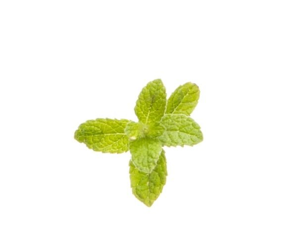 Menta  "Mentha piperita" - Image 2